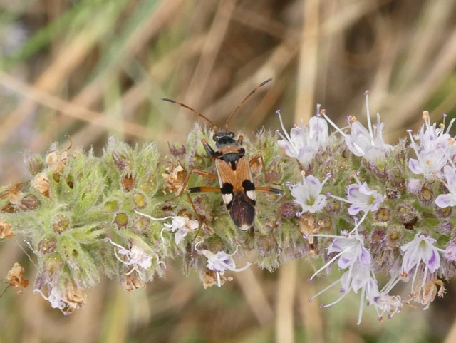 Beosus quadripunctatus - pettyes homokibodobács Beosus quadripunctatus - pettyes homokibodobács