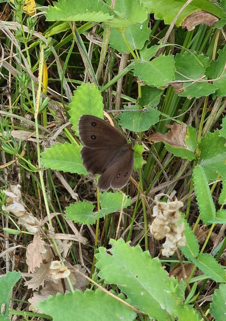 Minois dryas - fekete szemeslepke Minois dryas - fekete szemeslepke