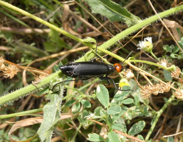 Epicauta rufidorsum - hollóbogár