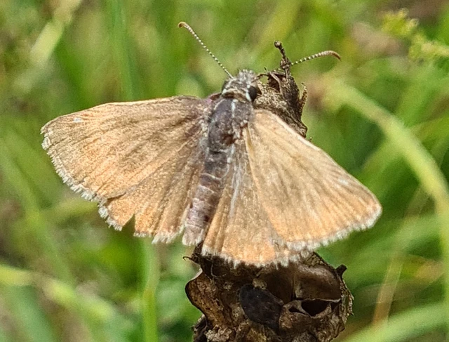 Erynnis tages - cigánylepke