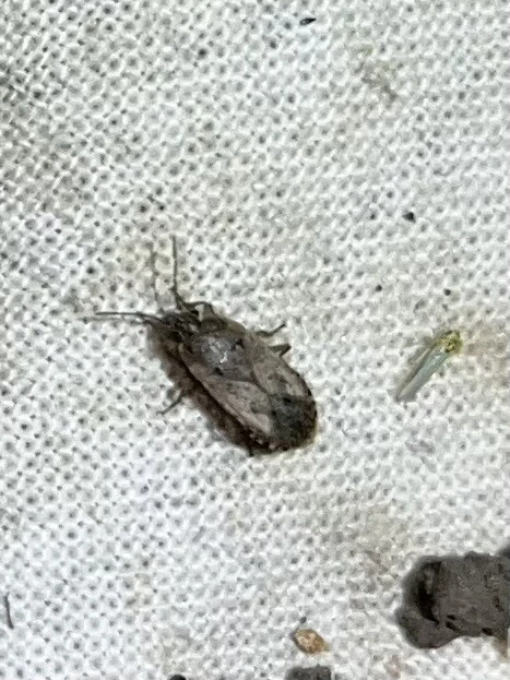 Heteroptera - Poloskák Heteroptera - Poloskák
