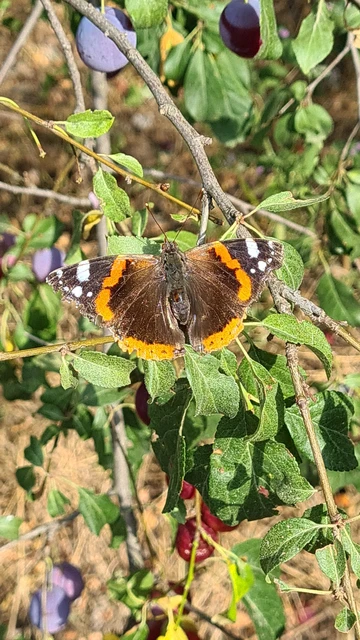 Vanessa atalanta - atalantalepke Vanessa atalanta - atalantalepke
