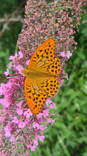 Argynnis paphia - nagy gyöngyházlepke Argynnis paphia - nagy gyöngyházlepke