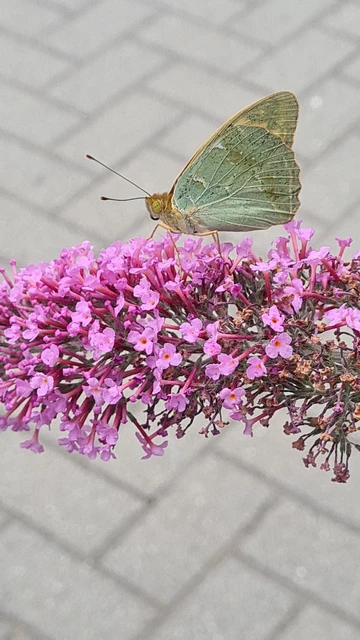 Argynnis pandora - zöldes gyöngyházlepke Argynnis pandora - zöldes gyöngyházlepke