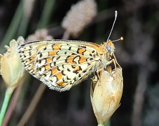 Melitaea trivia - kis tarkalepke Melitaea trivia - kis tarkalepke