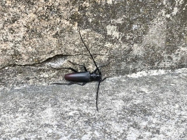 Coleoptera - Bogarak