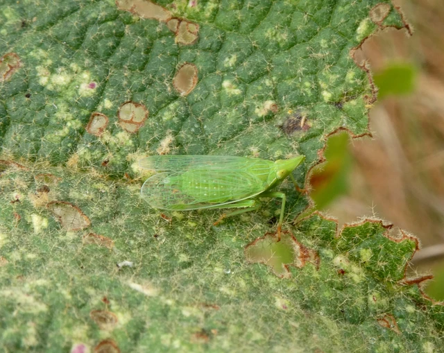 Auchenorrhyncha - Kabócák Auchenorrhyncha - Kabócák