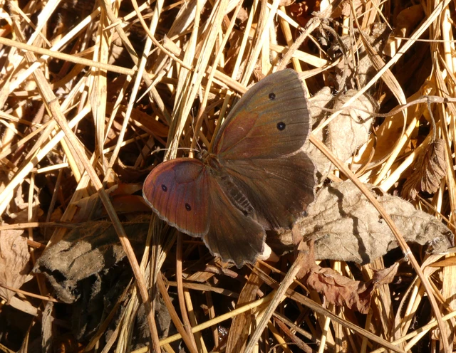 Minois dryas - fekete szemeslepke Minois dryas - fekete szemeslepke