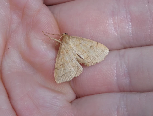 Polypogon gryphalis - láperdei karcsúbagoly