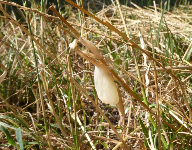 Mantodea - Fogólábúak