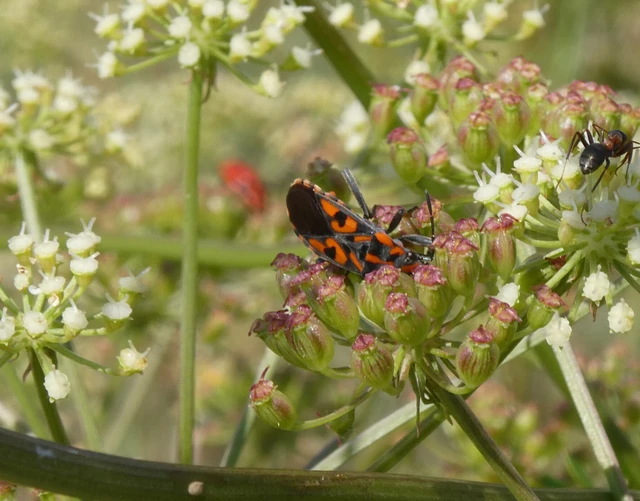 Spilostethus saxatilis - virágbodobács Spilostethus saxatilis - virágbodobács