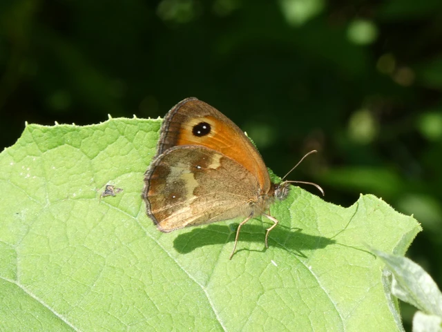 Pyronia tithonus - kis ökörszemlepke Pyronia tithonus - kis ökörszemlepke