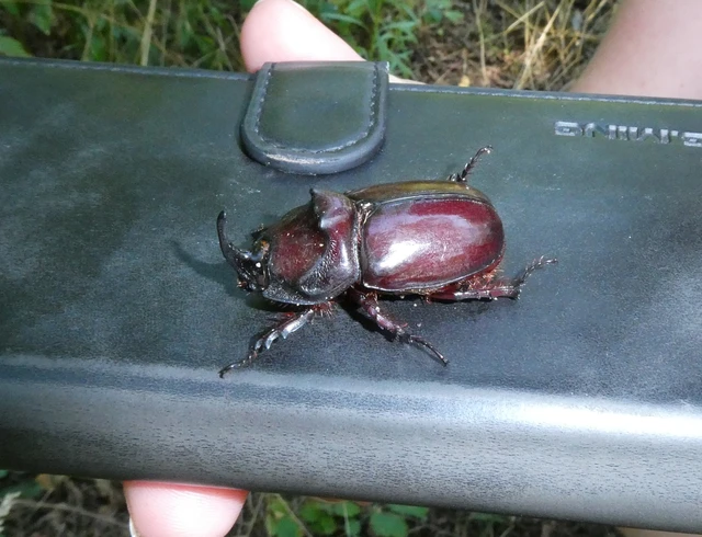 Coleoptera - Bogarak