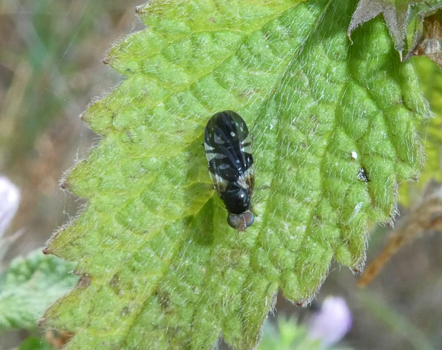 Diptera - Kétszárnyúak Diptera - Kétszárnyúak