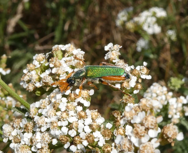 Coleoptera - Bogarak