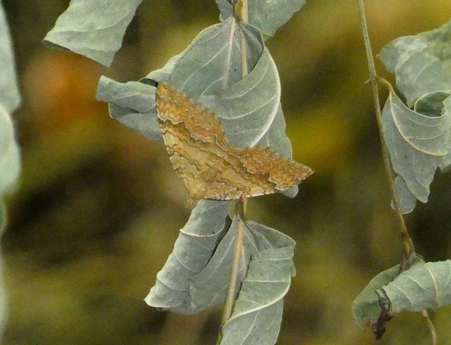 Camptogramma bilineata - kétvonalas sávosaraszoló