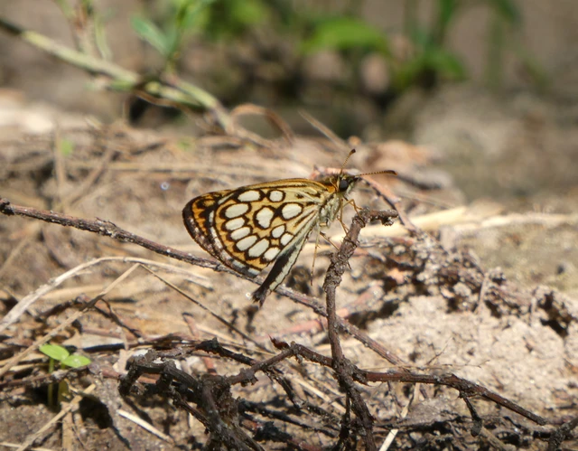 Heteropterus morpheus - tükrös busalepke