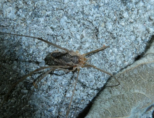 Opiliones - Kaszáspókok