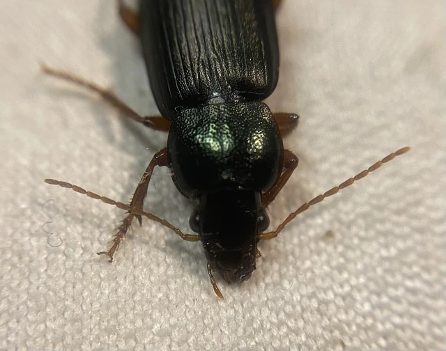 Coleoptera - Bogarak