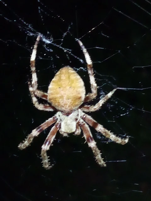 Araneae - Pókok Araneae - Pókok