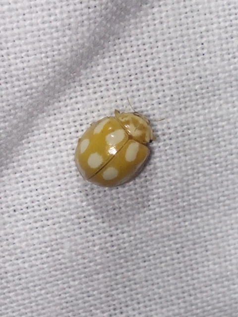 Coleoptera - Bogarak