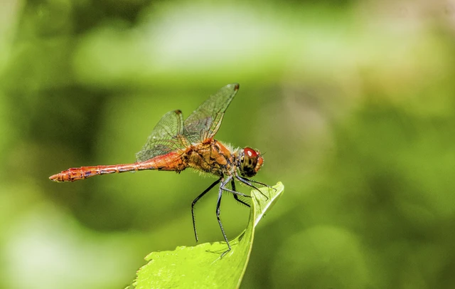 Odonata - Szitakötők Odonata - Szitakötők
