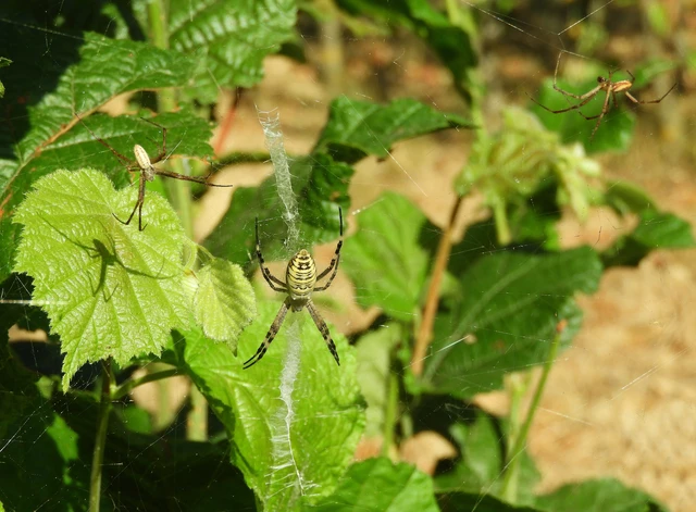 Araneae - Pókok Araneae - Pókok