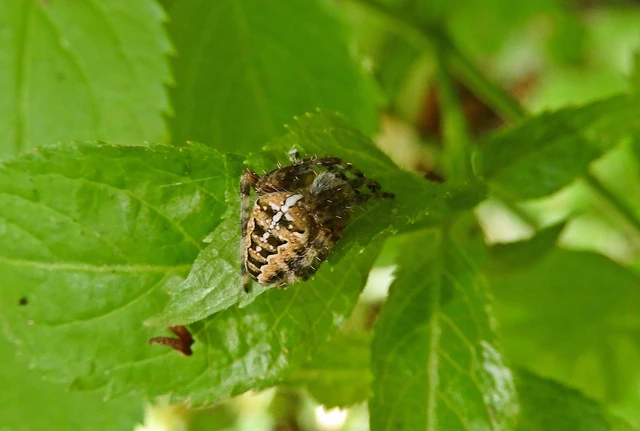 Araneae - Pókok Araneae - Pókok
