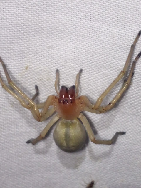 Araneae - Pókok Araneae - Pókok