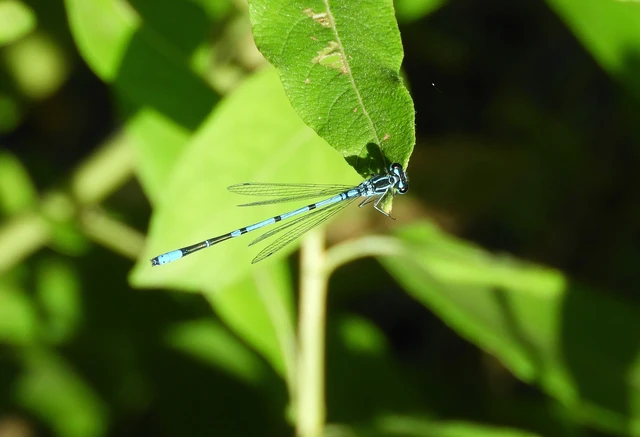 Odonata - Szitakötők Odonata - Szitakötők