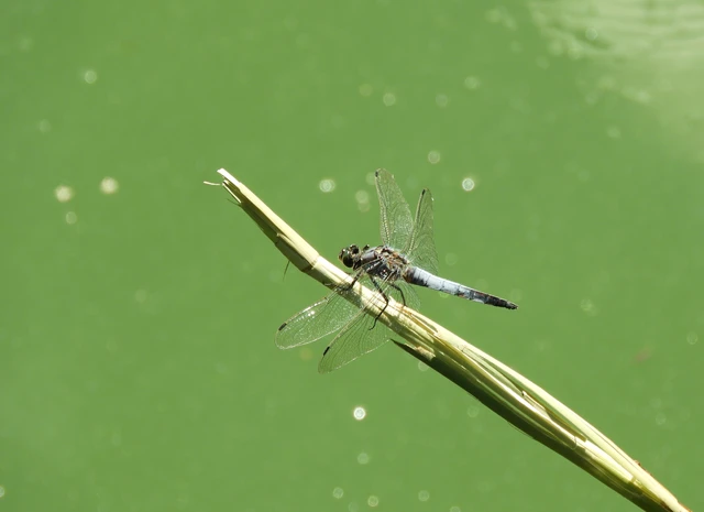 Orthetrum cancellatum - feketefarkú pásztorszitakötő Orthetrum cancellatum - feketefarkú pásztorszitakötő