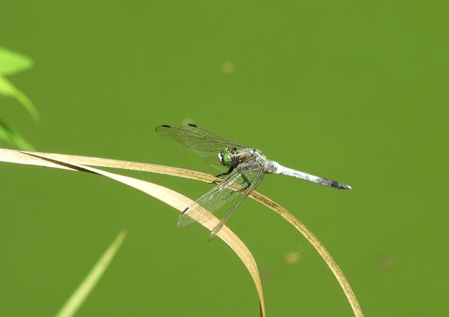 Orthetrum albistylum - fehérfarkú pásztorszitakötő Orthetrum albistylum - fehérfarkú pásztorszitakötő