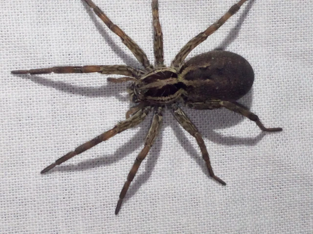 Araneae - Pókok Araneae - Pókok