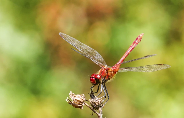 Sympetrum sanguineum - vörös katona-szitakötő Sympetrum sanguineum - vörös katona-szitakötő
