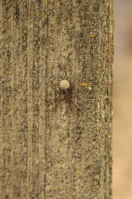 Araneae - Pókok Araneae - Pókok