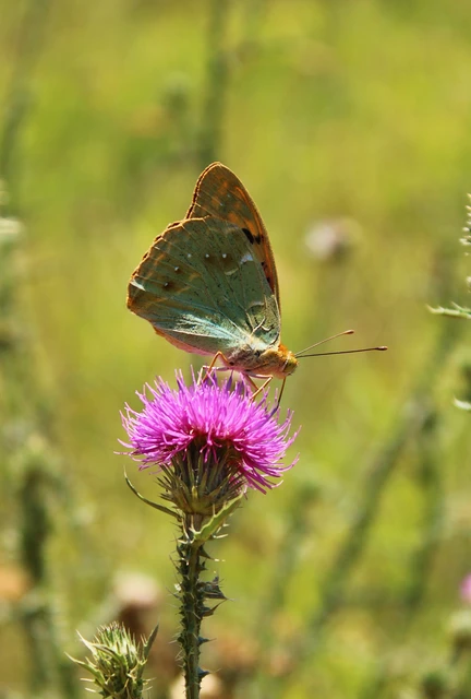 Argynnis pandora - zöldes gyöngyházlepke