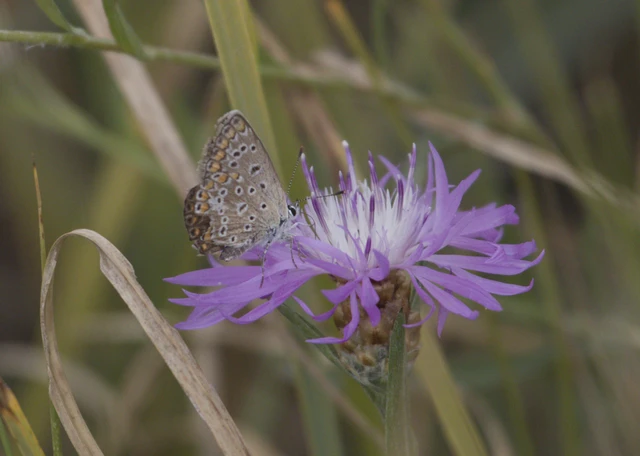 Polyommatus icarus - közönséges boglárka Polyommatus icarus - közönséges boglárka