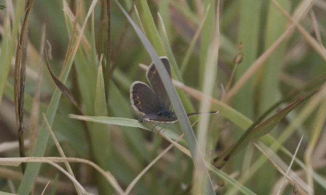 Plebejus argus - ezüstös boglárka Plebejus argus - ezüstös boglárka