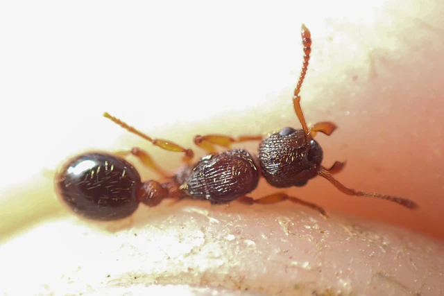 Myrmica specioides - pusztai bütyköshangya