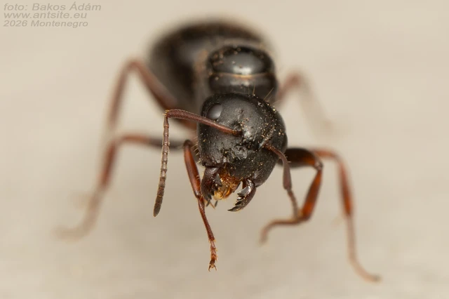 Camponotus dalmaticus