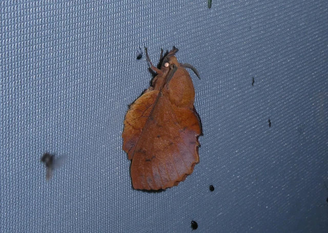 Gastropacha quercifolia - tölgylevélpohók