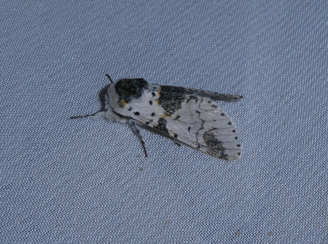 Furcula bicuspis - apáca-púposszövő