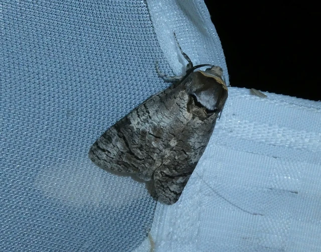 Cossus cossus - fűzfarontólepke
