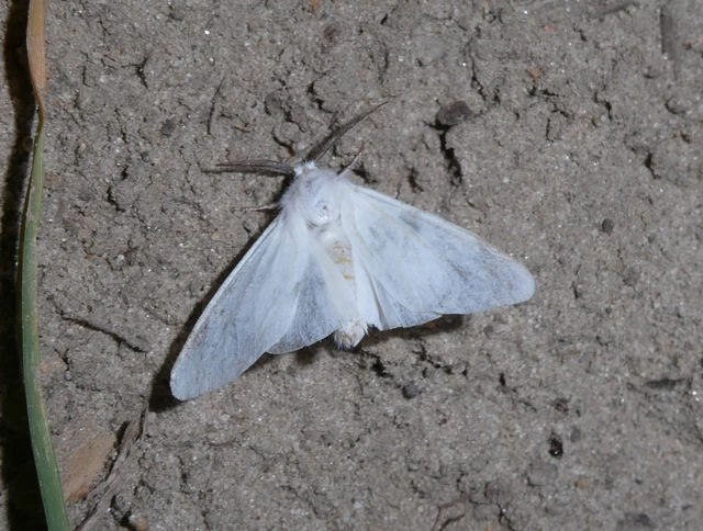 Hyphantria cunea - amerikai fehér medvelepke