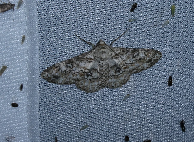 Ascotis selenaria - holdas faaraszoló