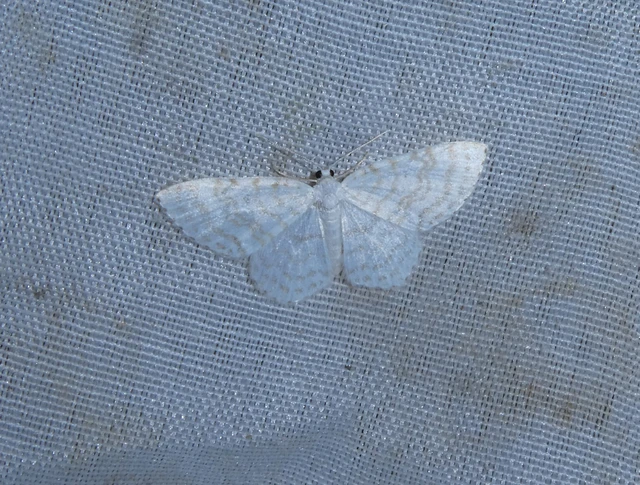 Asthena albulata - gyertyán-fehéraraszoló