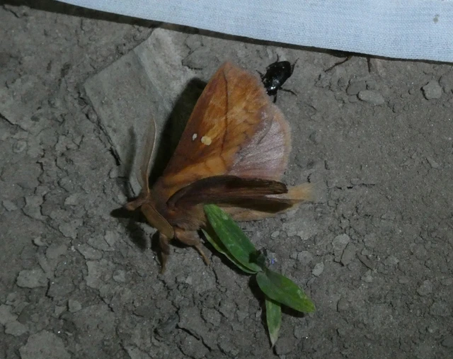 Euthrix potatoria - szomjas pohók