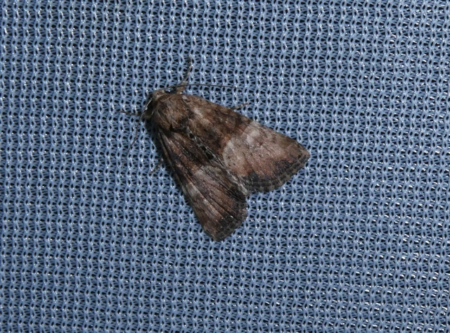 Mesoligia furuncula - kétszínű dudvabagoly