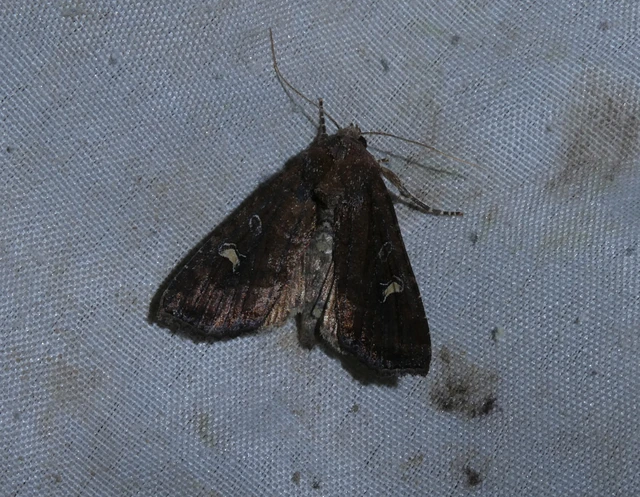 Helotropha leucostigma - mocsári nőszirombagoly