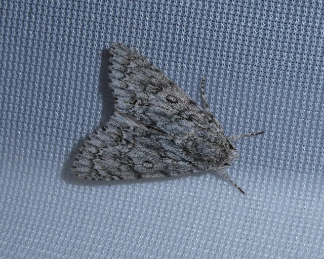 Acronicta aceris - vadgesztenye-szigonyosbagoly
